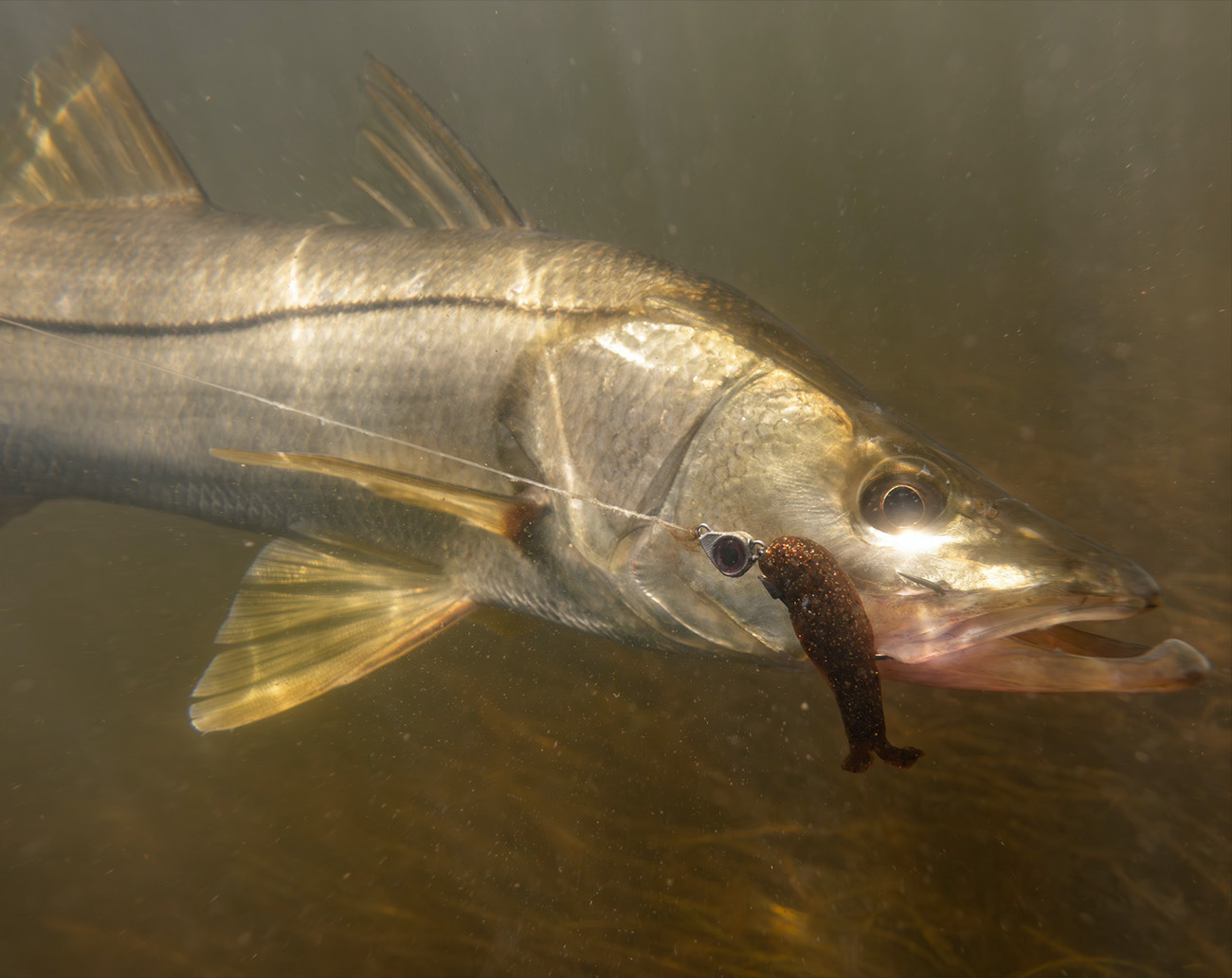 Z-Man Diezel KickerZ